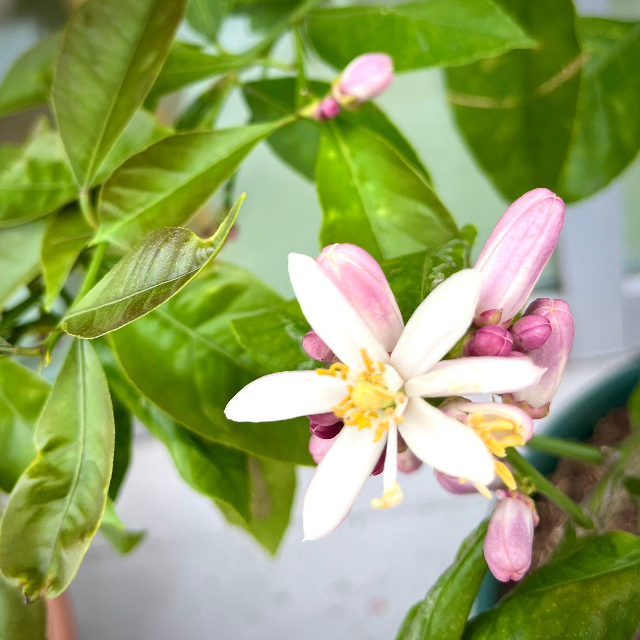 レモンの木に花が咲きました✨ アイキャッチ画像