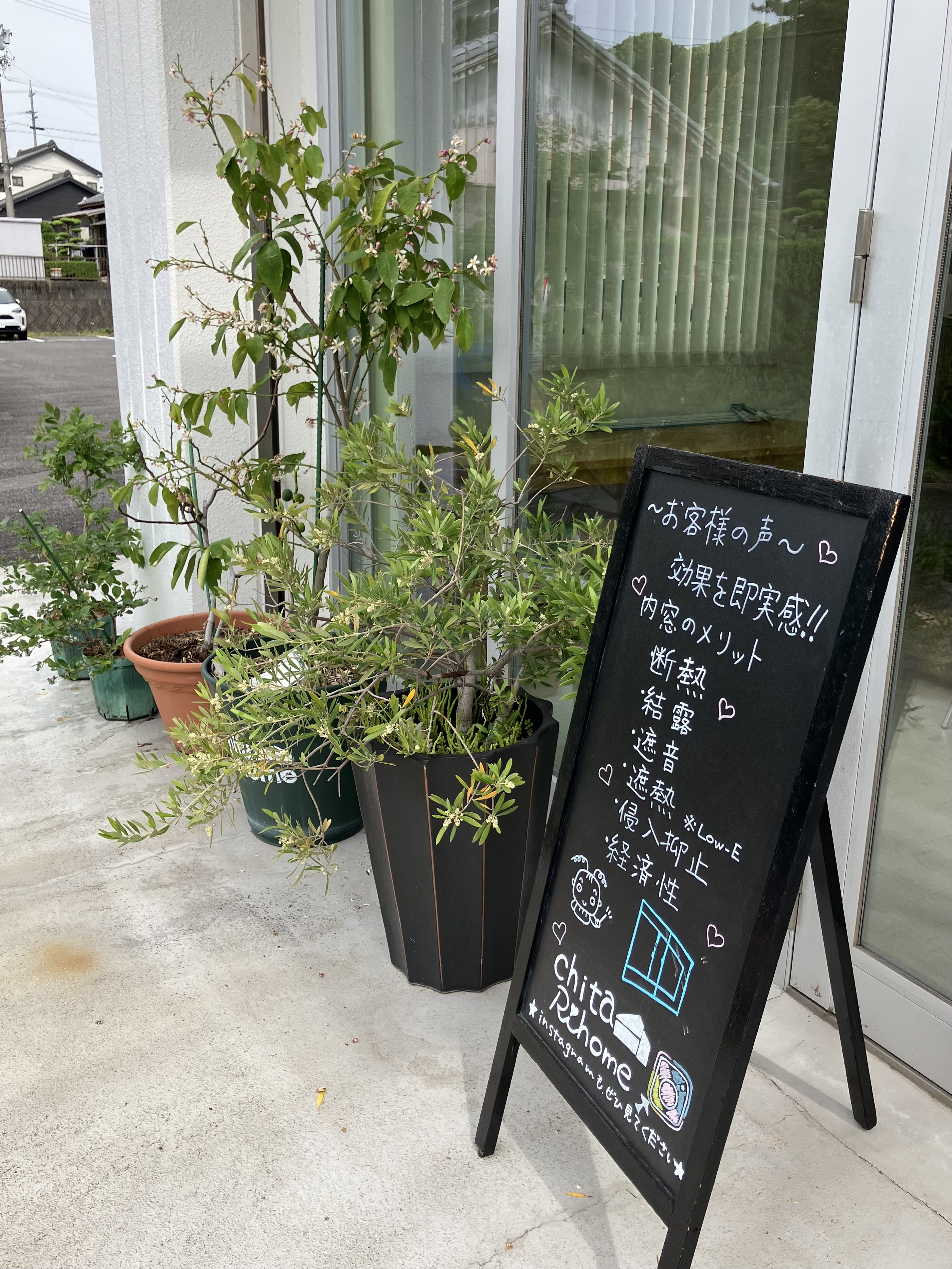 ブルーベリーの木が２本仲間入りしました🫐 アイキャッチ画像