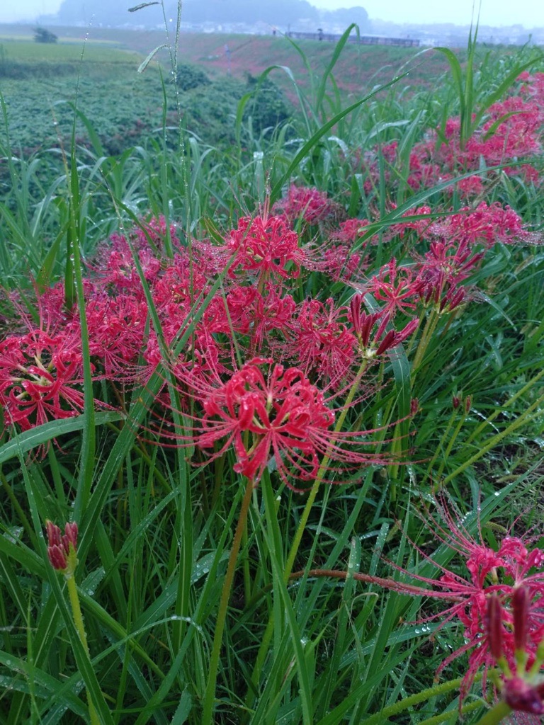 半田市の矢勝川堤の彼岸花を見てきました☔️ 画像