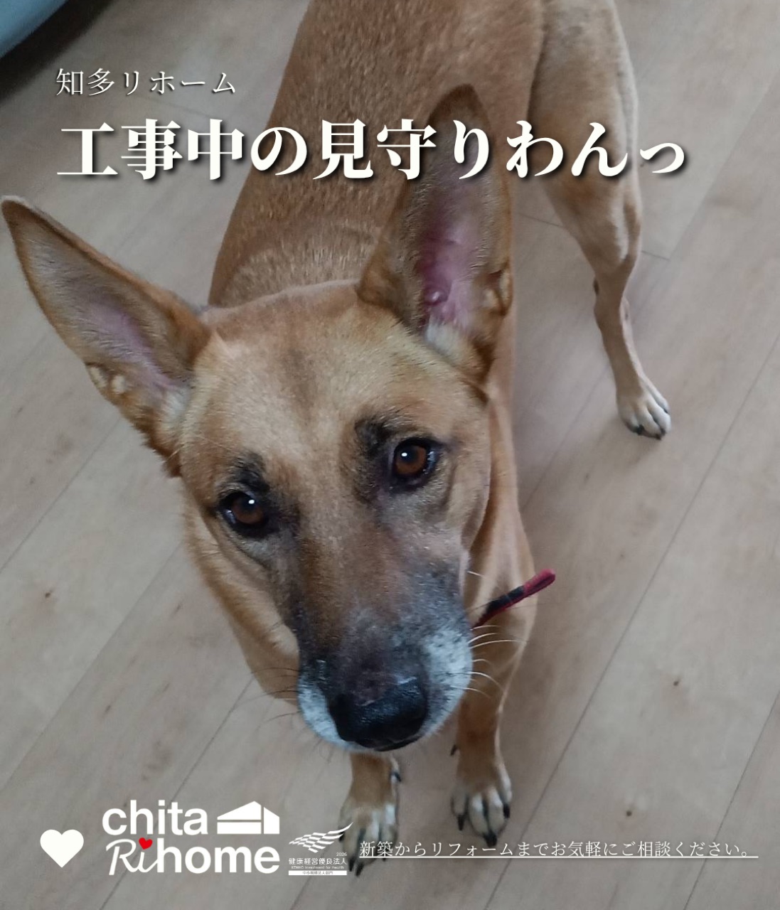 ペット飼いのお客様も安心🐶🐱 画像