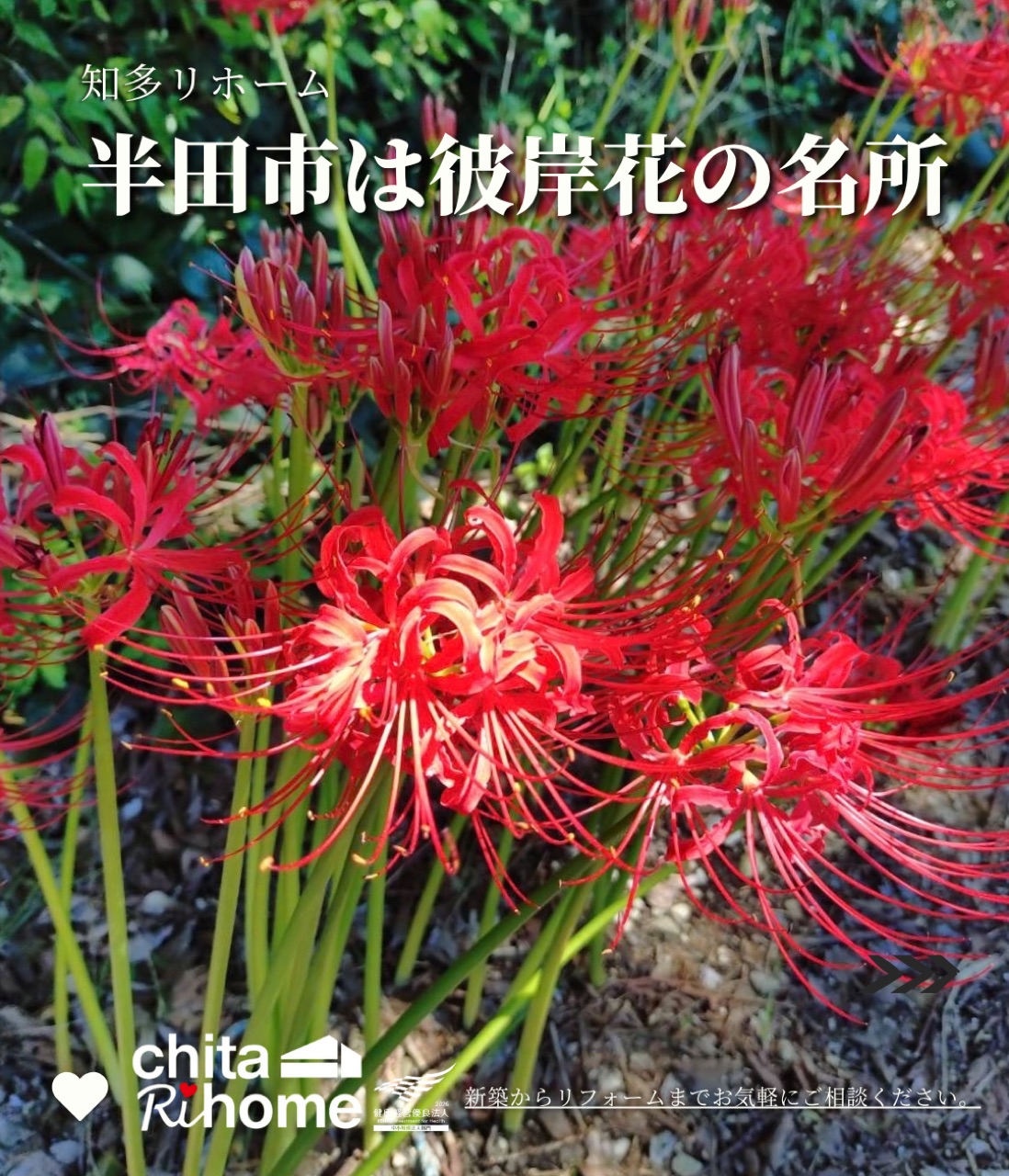 彼岸花が見頃です🍂♪ 画像
