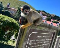 愛犬にも優しい伊豆旅行へ🚙 アイキャッチ画像