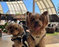 愛犬と南知多町にあるチッタナポリアニバーサリードームに行ってきました🐶 アイキャッチ画像