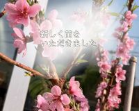 鉢植えで桃がなる みきドワーフ🍑 アイキャッチ画像