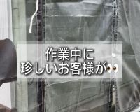 珍しいお客様👀 アイキャッチ画像
