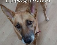 ペット飼いのお客様も安心🐶🐱 アイキャッチ画像