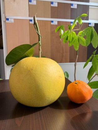 お客様からの差し入れ🍊 アイキャッチ画像