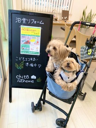 かわいい看板犬🐶🐶 アイキャッチ画像