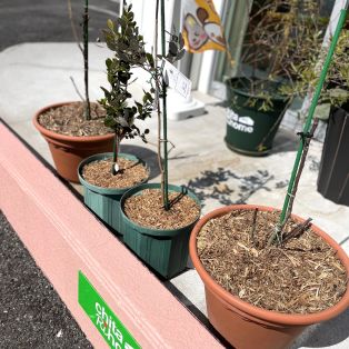 苗木いただきました！ アイキャッチ画像