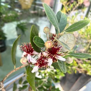 フェイジョアのお花が咲きました🌸 アイキャッチ画像