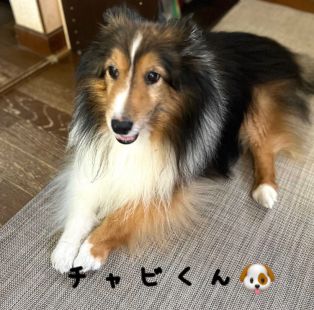 お客様のお宅のチャビくん♡ アイキャッチ画像