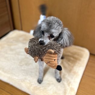 お客様のお宅のマロくん♡ アイキャッチ画像