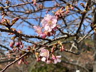 河津桜🌸 アイキャッチ画像