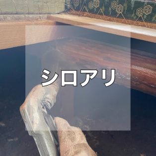 白蟻が活発になる時季です！ アイキャッチ画像