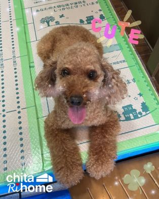 南知多町 Ｍ様邸 キッチン・浴室改装工事スタート🌟 アイキャッチ画像