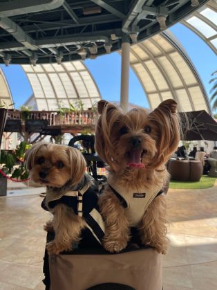 愛犬と南知多町にあるチッタナポリアニバーサリードームに行ってきました🐶 アイキャッチ画像