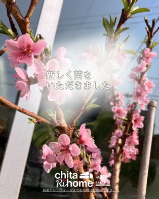 鉢植えで桃がなる みきドワーフ🍑 アイキャッチ画像