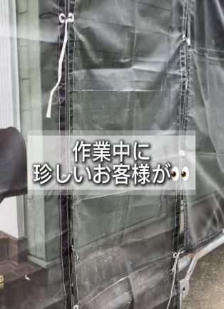 珍しいお客様👀 アイキャッチ画像