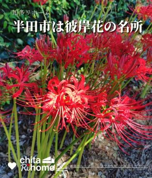 彼岸花が見頃です🍂♪ アイキャッチ画像